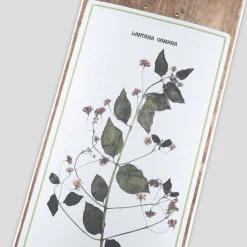 Pass~Port Invasive Species Series - Lantana