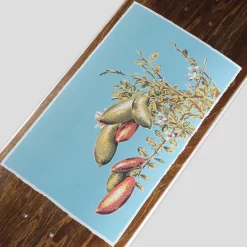 Pass~Port Native Fruit Series - Lime