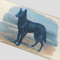 Pass~Port Hybrid Vigour Series - Kelpie